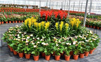 南京花卉租賃